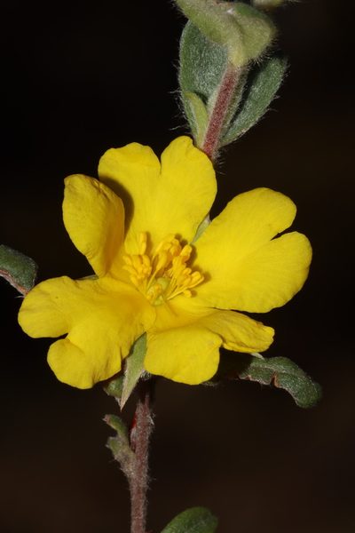 Hibbertia commutata, photographed by T. Hammer