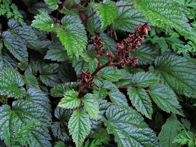 Astilbe macroflora, photographed by Jacy Chen