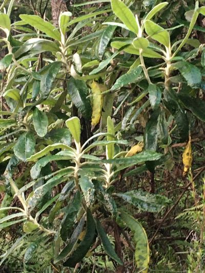 Bedfordia arborescens, photographed by Eileen Laidlaw