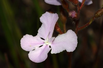 Stylidium affine, photographed by T. Hammer