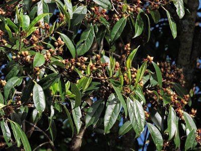 Sycopsis sinensis, photographed by Jacy Chen