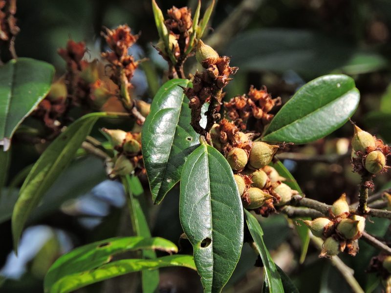 Sycopsis sinensis, photographed by Jacy Chen