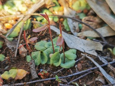 Cyrtostylis reniformis, photographed by Richard Dimon
