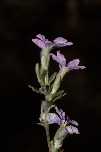Dampiera lavandulacea, photographed by T. Hammer