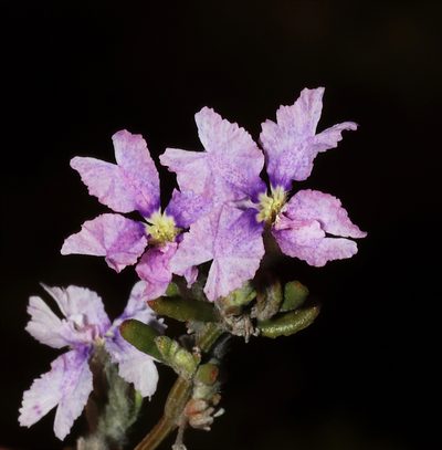 Dampiera lavandulacea, photographed by T. Hammer
