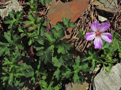 Geranium hayatanum, photographed by Jacy Chen