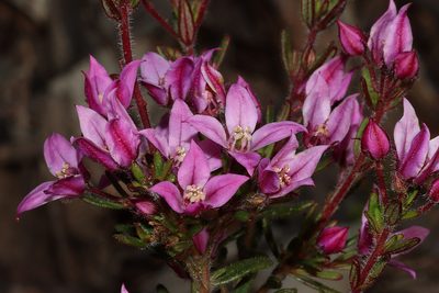 Boronia scabra, photographed by T. Hammer