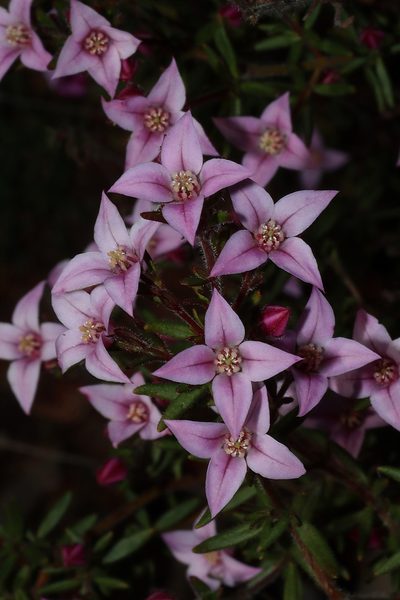 Boronia scabra, photographed by T. Hammer