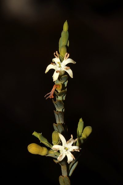 Olax benthamiana, photographed by T. Hammer