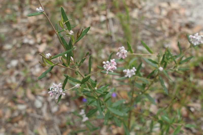 Grevillea occidentalis, photographed by Em Lamond