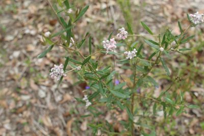 Grevillea occidentalis, photographed by Em Lamond