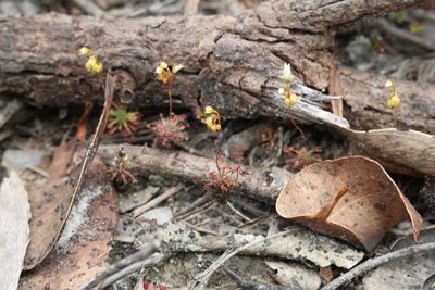 Drosera verrucata, photographed by Em Lamond