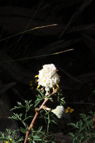 Petrophile diversifolia, photographed by Em Lamond