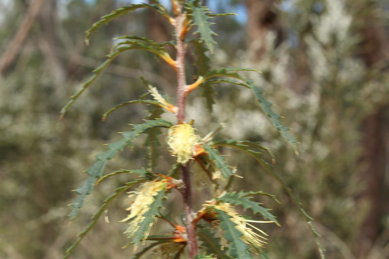 Banksia serra, photographed by Em Lamond