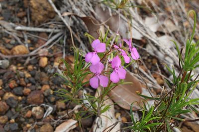 Stylidium scandens, photographed by Em Lamond