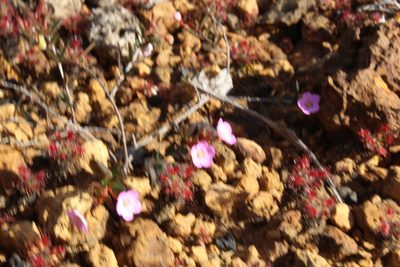 Drosera verrucata, photographed by Em Lamond