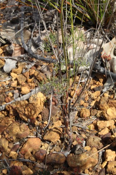 Stirlingia tenuifolia, photographed by Em Lamond