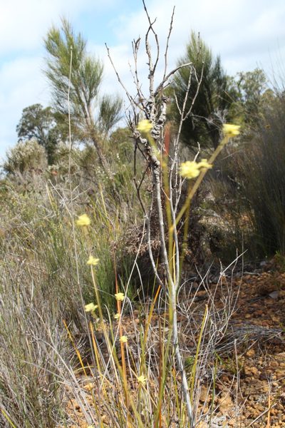 Stirlingia tenuifolia, photographed by Em Lamond