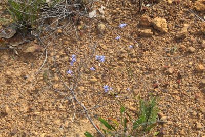 Conospermum caeruleum, photographed by Em Lamond
