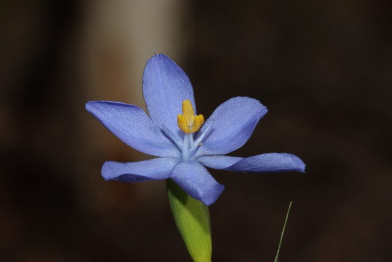 Orthrosanthus laxus, photographed by T. Hammer