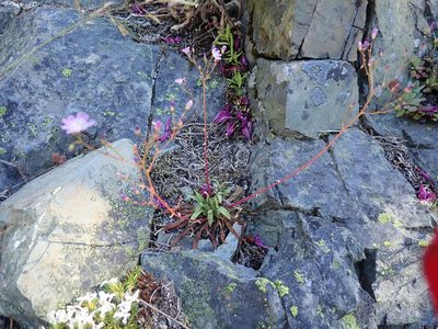 Lewisia columbiana, photographed by John Brew