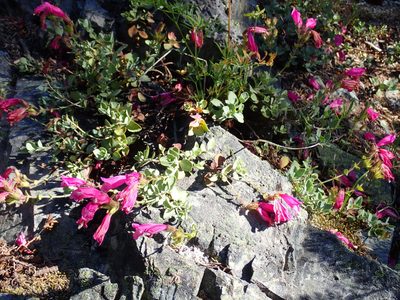 Penstemon rupicola, photographed by John Brew