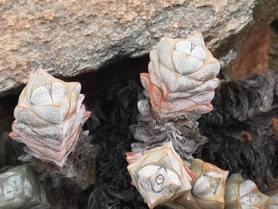 Crassula deceptor, photographed by leandra-k_89