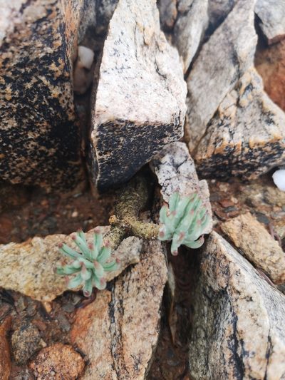 Tylecodon pearsonii, photographed by leandra-k_89