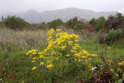 Senecio subcanescens, photographed by Tony Rebelo