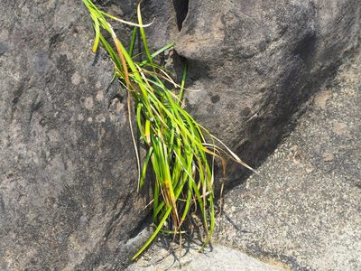 Liriope spicata, photographed by 葉子