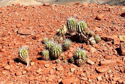 Lobivia bridgesii, photographed by Naturalist Tours