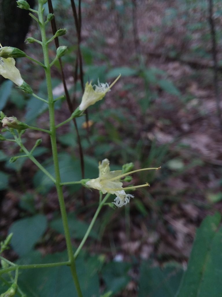 Collinsonia punctata, photographed by Will McFarland