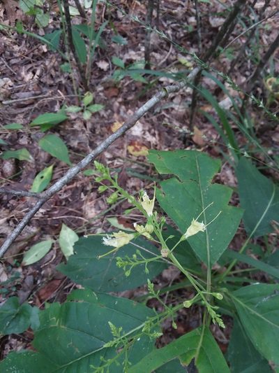 Collinsonia punctata, photographed by Will McFarland
