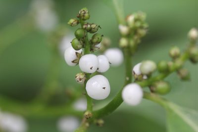 Deeringia polysperma, photographed by Heng Chian Li