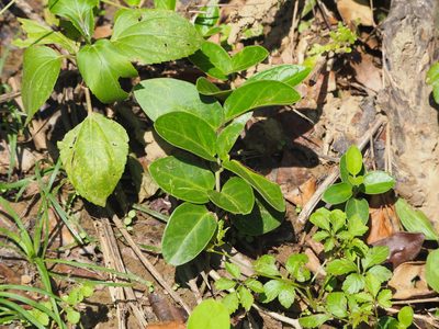 Vincetoxicum hirsutum, photographed by 葉子