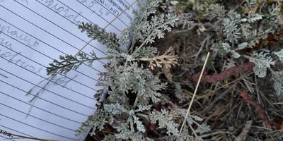 Artemisia nitrosa, photographed by Yurii Basov