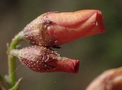 Hermannia pulverata, photographed by Nicola van Berkel