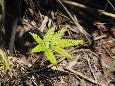 Pteris fauriei, photographed by 葉子
