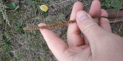 Plantago cornuti, photographed by Yurii Basov