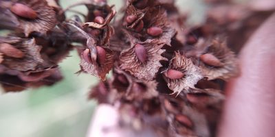 Rumex stenophyllus, photographed by Yurii Basov