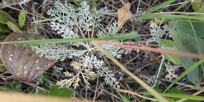 Artemisia nitrosa, photographed by Yurii Basov