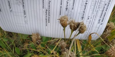 Saussurea amara, photographed by Yurii Basov
