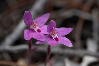 Caladenia reptans, photographed by Cal Wood