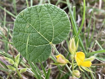 Rhynchosia americana, photographed by Jason K.