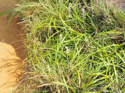 Liriope spicata, photographed by 葉子