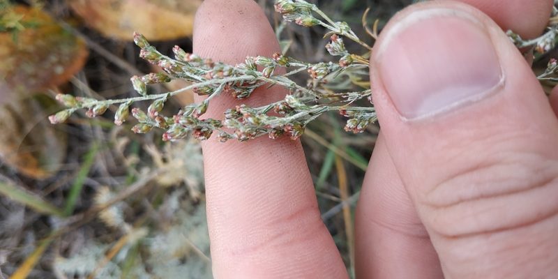 Artemisia nitrosa, photographed by Yurii Basov