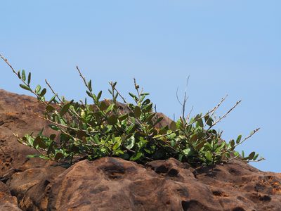 Elaeagnus formosana, photographed by 葉子