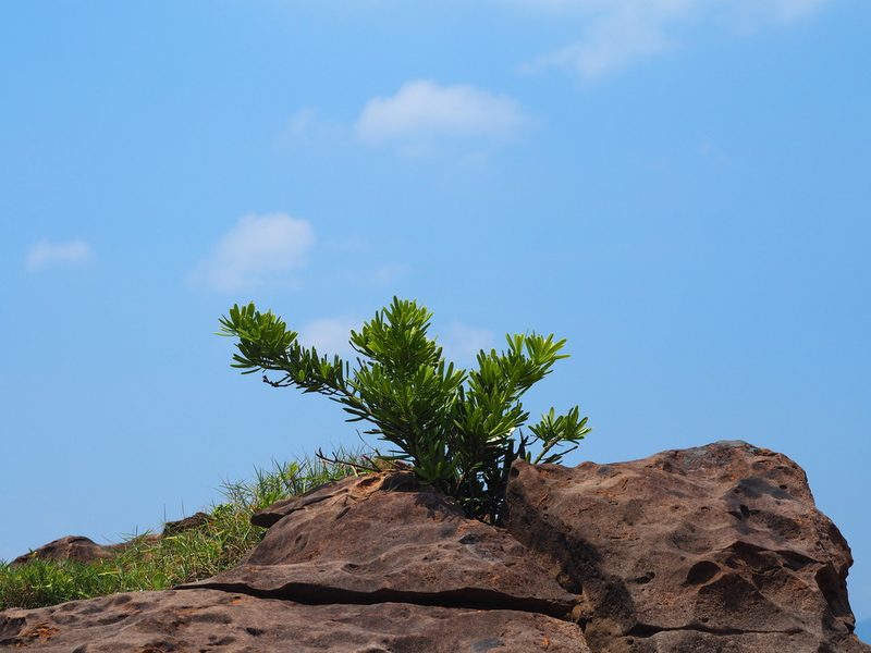 Podocarpus costalis, photographed by 葉子