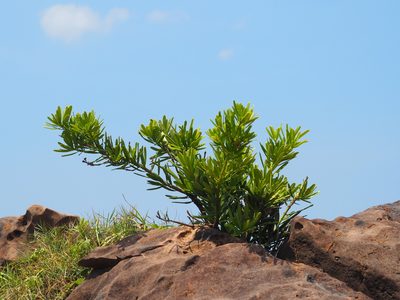 Podocarpus costalis, photographed by 葉子