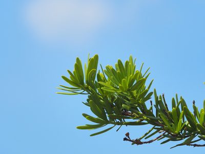 Podocarpus costalis, photographed by 葉子